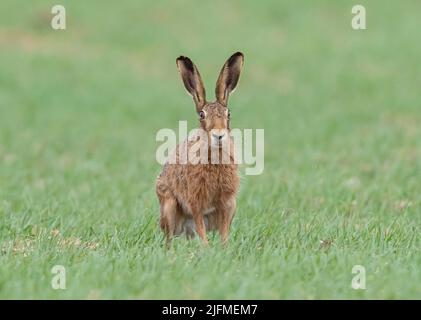 Ein großer, starker Brauner Hase (Lepus europaeus), der in die Kamera schaut. Er hat riesige Ohren und sitzt in der Farmers Spring Gerste. Suffolk. UK Stockfoto