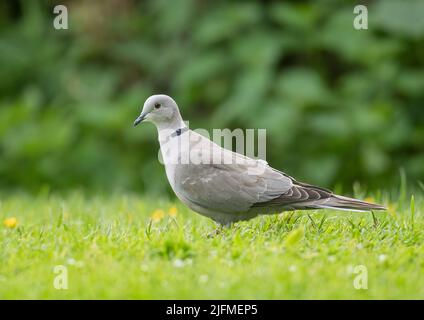 Eine Kragentobe, ein regelmäßiger Gartenbesucher, der in einem Garten in Essex füttert. VEREINIGTES KÖNIGREICH . Stockfoto