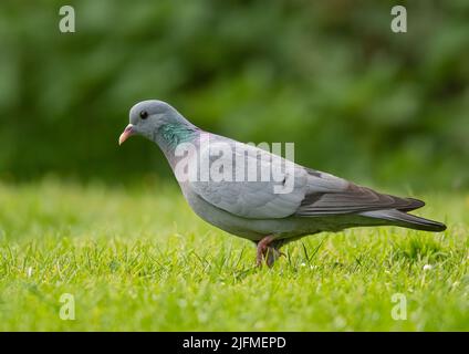 Eine farbenfrohe Stocktaube (Columba oenas), die das schillernde grüne Halsband zeigt, während sie auf einer Farm in Essex füttert. VEREINIGTES KÖNIGREICH Stockfoto