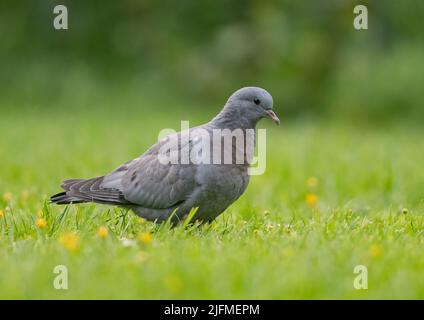 Eine bunte Stocktaube (Columba oenas), die auf einer Wiese auf einem Bauernhof in Essex füttert. VEREINIGTES KÖNIGREICH Stockfoto