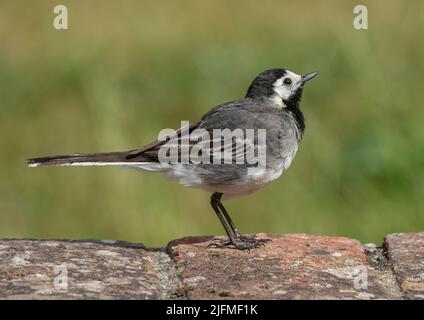 Eine Nahaufnahme eines frechen, kleinen Riedschwanzes (Motacilla alba), der auf einer Wand steht, vor einem klaren Hintergrund. Suffolk, Großbritannien . Stockfoto