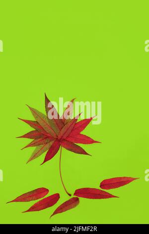 Staghorn Blatt abstrakt Baum Form Herbst Design-Konzept mit lebendigen russet Herbstfarben auf grünem Hintergrund. Minimale surreale Natur hinterlässt Komposition. Stockfoto