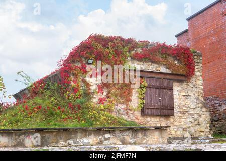 Sigulda, Lettland - 13. September 2013: Traditionelles ländliches Gebäude mit Efeu bedeckt. Stockfoto