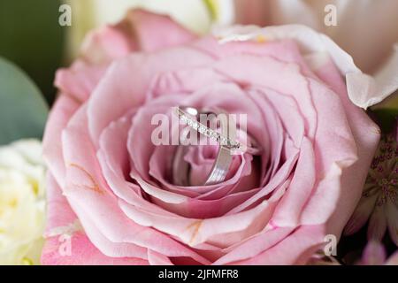 Eine Nahaufnahme von Eheringen auf rosa Rose Stockfoto