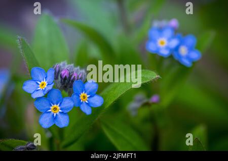 Eine selektive Fokusaufnahme von myosotis sylvatica Blumen im Garten Stockfoto