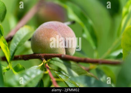 Eine Nahaufnahme von unreifen Pfirsich auf dem Baum Stockfoto