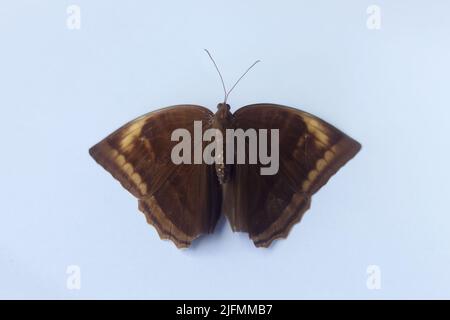 Bicyclus anynana oder schielender Buschbrauner Schmetterling auf isoliertem Hintergrund Vorder- und Rückansicht von oben Stockfoto