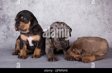 Drei Louisiana Catahoula Leopard Dogs Welpen auf grauem Hintergrund Stockfoto