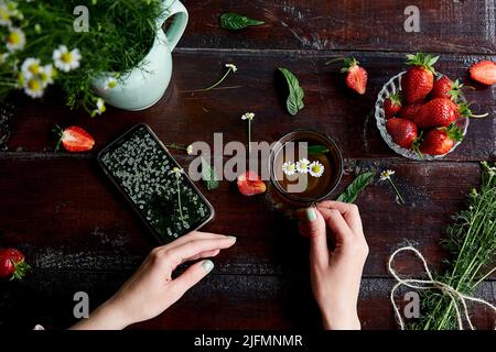 Frau hält eine Tasse Kamillentee und ein Mobiltelefon. Sommer stimmungsvolle frische Erdbeeren, Kamille, natürlicher Tee und Minze. Modell eines mobilen Bildschirms mit Feld für Kamillenblumen. Stockfoto