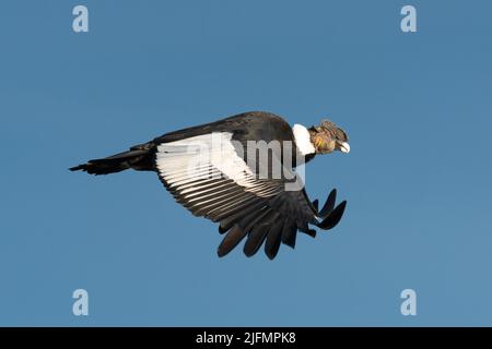 Ein Andenkondor (Vultur gryphus) in der Nähe von Torres del Paine N.P., Südchile Stockfoto