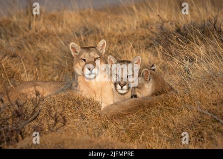 Eine weibliche Puma mit ihren Jungen in der Nähe von Torres del Paine N.P., Südchile Stockfoto