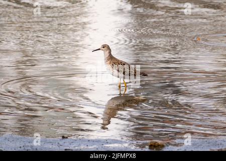 Schwarzbauchläufer jagen im Fluss Stockfoto