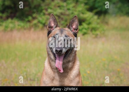 Malinois Belgischer Schäferhund wartet darauf, mit seinem Ball, Hundesport-Training im Spiel zu spielen Stockfoto