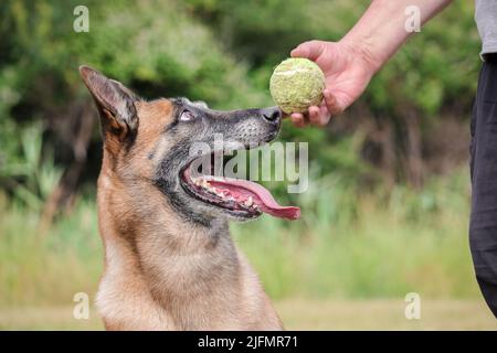 Malinois Belgischer Schäferhund wartet darauf, mit seinem Ball, Hundesport-Training im Spiel zu spielen Stockfoto