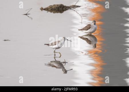 Schwarzbauchläufer jagen im Fluss Stockfoto