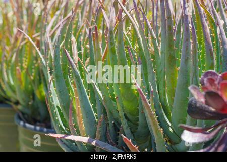 Aloe Vera Pflanzen in Blumentöpfen aus nächster Nähe Stockfoto