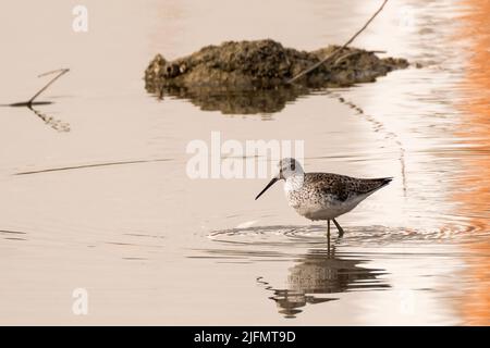 Schwarzbauchläufer jagen im Fluss Stockfoto