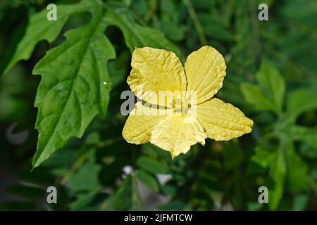 Bittere Melonenblüte (Momordica charantia) auf einem tropischen Wald Stockfoto