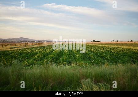 Ein grünes Kohlfeld mit blauem Himmel und Häusern im Hintergrund. Eine grüne Plantage, die auf einer Farm in einer Reihe wächst Stockfoto