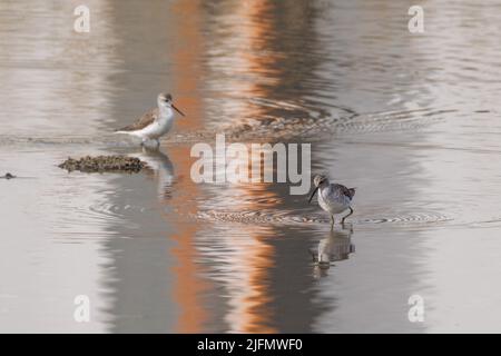 Schwarzbauchläufer jagen im Fluss Stockfoto