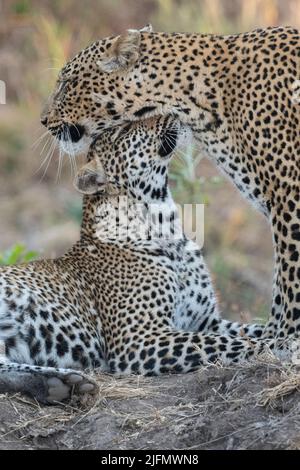 Sambia, South Luangwa National Park. Mutter Leopard Pflege gewachsen männlichen Jungen. (WILD: Panthera pardus pardus) Stockfoto