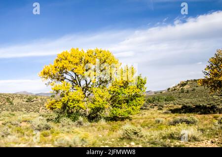 Ein Fremonts Cottonwood, Populus fremontii, mit gelbem Herbstlaub, der allein in der unfreundlichen Umgebung von Moab in Utah, USA, steht. Stockfoto