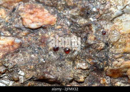 Natürliches, raues Pyrop-Granat, eingebettet in Gesteinsmatrix, das Glimmer, Muskovit, Quarz, Feldspatmineral usw. enthält Stockfoto