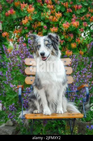 Niedlicher Border Collie Hund, blaues Merle mit Kupfer und Weiß, sitzt aufmerksam auf einem Stuhl in einem blühenden Garten Stockfoto