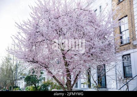 Blumen blühen in West London. Stockfoto