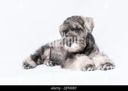 Trauriger weiß-grauer Schnauzer Hund liegt auf weißem Hintergrund, Kopierraum. Trauriger Welpe Miniatur Schnauzer. Müder Welpe. Der Welpe ist traurig ohne einen Meister. Stockfoto