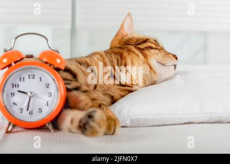 Die entzückende Ingwer-Katze schläft und lächelt, liegt bequem und glückselig im Bett vor dem Hintergrund eines Weckers. Stockfoto