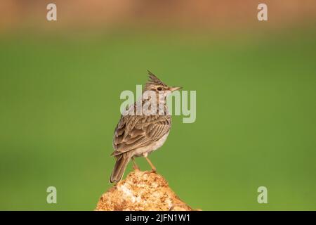 Männlicher ausgeruhter Lark im Busch. Kopierraum. Stockfoto