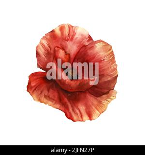 Aquarell-Illustration von rotem Wildmohn isoliert. Handgezeichnetes dekoratives Bild von Wildblumen. Stockfoto
