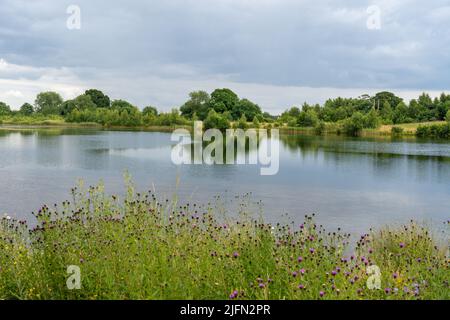 Ein Blick auf den Campus East Lake in Heslington East an der University of York - ein Wassermanagementsee in York, Yorkshire, Großbritannien Stockfoto