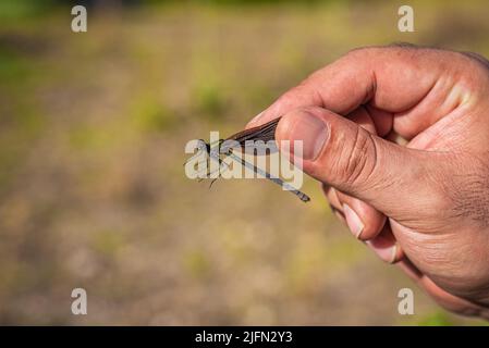 Schöne Demoiselle (Calopteryx Virgo) in der Hand des Menschen. Braune, metallische grüne und gelbe Farben Stockfoto