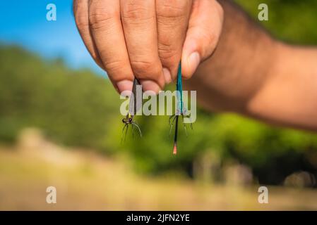 Zwei schöne Demoiselle (Calopteryx Virgo) befinden sich zwischen den Fingern des Menschen. Braune, gelbe, blaue und grüne Farben. Nahaufnahme Tieraugen. Stockfoto