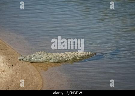 Ein Nilkrokodil, das am Ufer des Flusses in Südafrika schläft, Safari Stockfoto