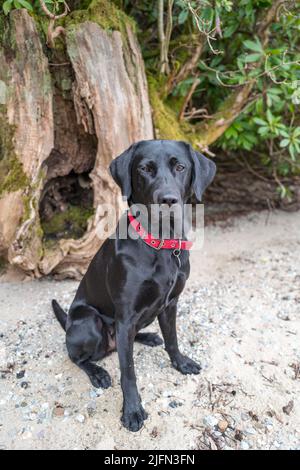 Der schwarze labrador aus der Ahnentafel sitzt geduldig auf einem Foto, das am Ufer des Loch Lomond aufgenommen werden soll Stockfoto