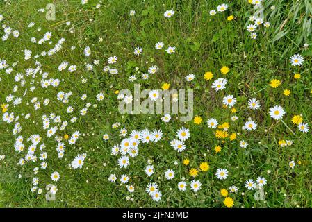 Nahaufnahme der im Gras wild wachsenden Oxeye-Gänseblümchen und -Dandelionen, UKI Stockfoto