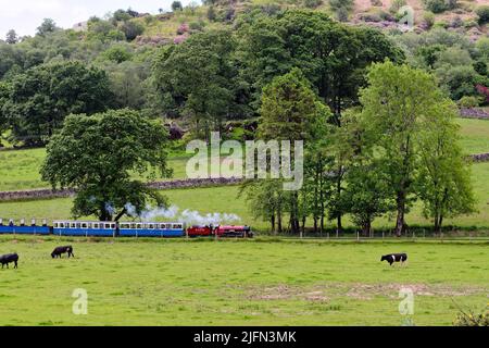 Ein Dampfzug der Ravenglass- und Eskdale-Personeneisenbahn, der an einem Sommertag in Cumbria England durch die Landschaft von Eskdale Green fährt Stockfoto