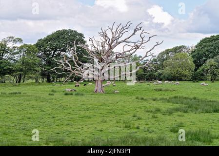 Eine tote und sehr ausgetrocknete Eiche in einem Feld grasender Schafe in der Nähe des Muncaster Lake District Cumbria England Stockfoto