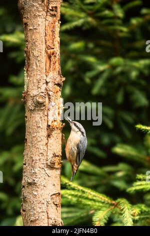 Close up van een Boomklever, Sitta europaea, met grijs verenkleed en beige buikveren op de rug een witte keel en wangen en een mooie doorlopende zwart Stockfoto