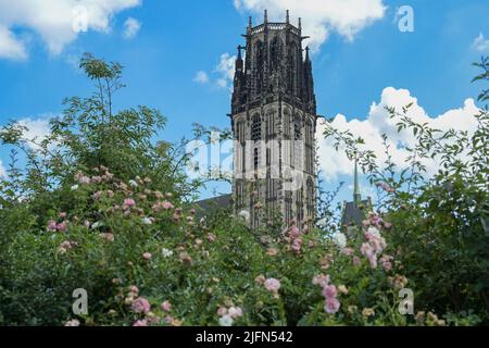 St. Salvator Kirche Duisburg hinter einer Rosenhecke, die gotische Basilika ist heute eine evangelische Stadtkirche, blauer Himmel mit weißen Wolken, Deutschland, Europa, Stockfoto