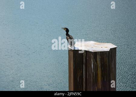 Großer Kormoran (Phalacrocorax carbo), bekannt als schwarzer Shag, sitzt auf einer Metallsäule über einer breiten Wasseroberfläche, großer Kopierraum Stockfoto