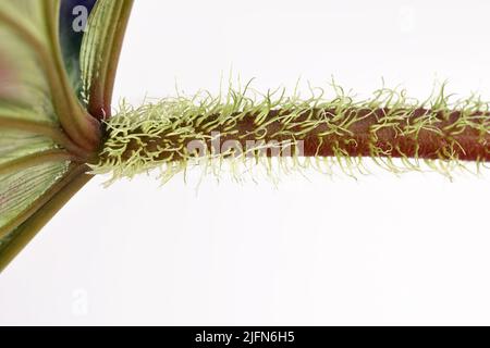 Stiel mit haariger Blattstiel der tropischen 'Philodendron  Verrucosum'-Zimmerpflanze auf weiem Hintergrund Stockfotografie - Alamy