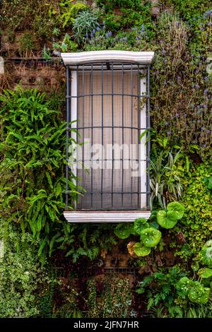 Nahaufnahme eines isolierten weißen Fensters, umgeben von grünen Pflanzen. Eine Wand voller hängender Pflanzen. Verschiedene Farben. Naturschutz. Stockfoto