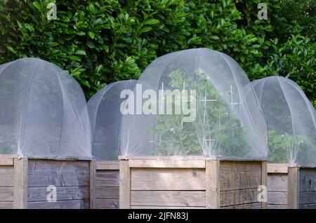 Gruppe von Hochbetten in einem Garten. Abdeckungen schützen Pflanzen vor Schädlingen. In den Betten wachsen Zuckerrohrpeischen und Erdbeeren. Stockfoto