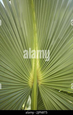 Grünes Palmenblatt der Talipot-Palme (Corypha umbraculifera L.) Stockfoto