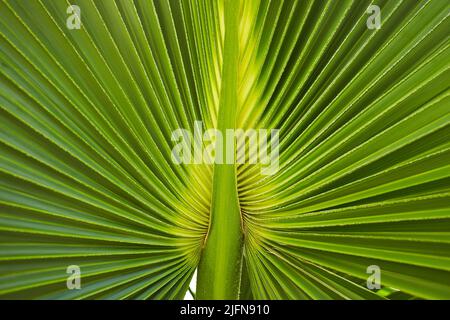 Grünes Palmenblatt der Talipot-Palme (Corypha umbraculifera L.) Stockfoto