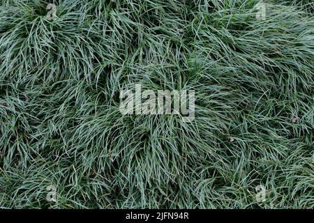 Ophiopogon Japonicus hautnah Stockfoto